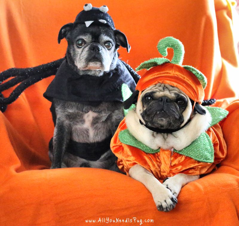 Halloween Safety Tips for Pets - All You Need Is Pug